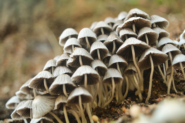 Caption About Mushrooms 