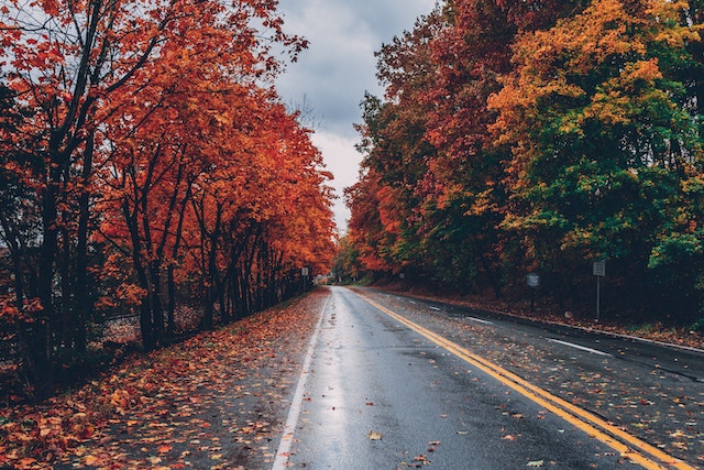 100+ Caption About Autumn Leaves