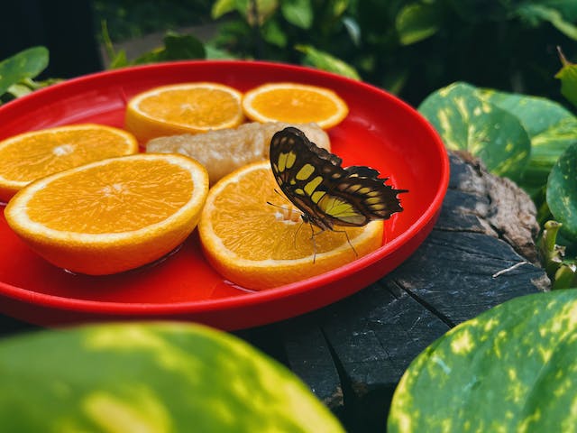 120+ Caption About Orange Fruit